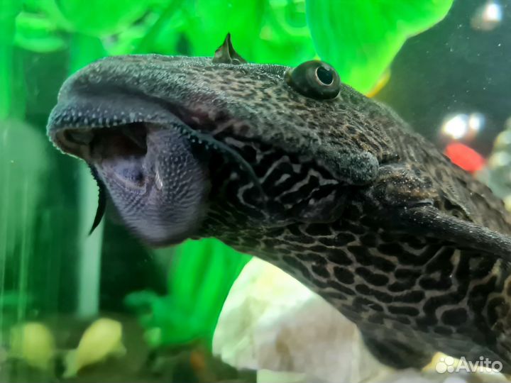 Плекостомус