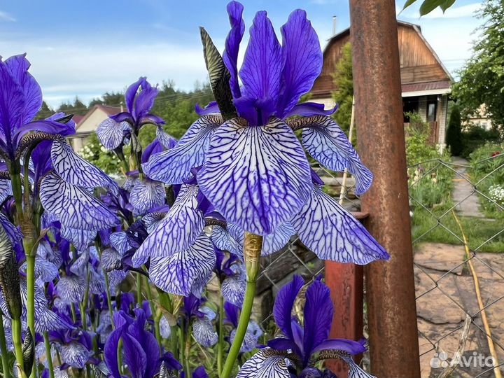 Ирис сибирский