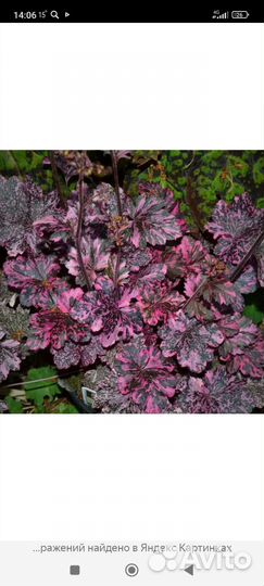 Гейхера сорт Миднайт Роуз