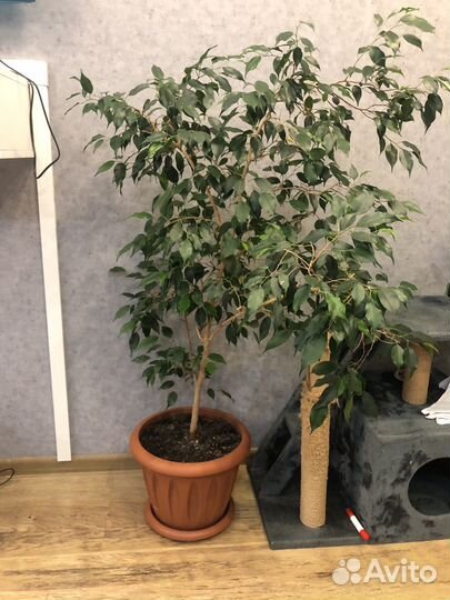 Комнатные растения