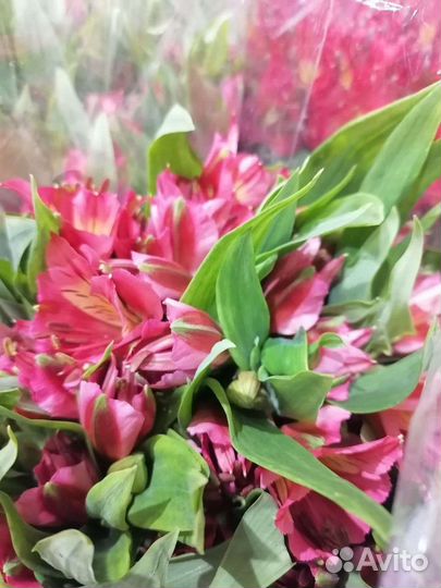 Альстромерия