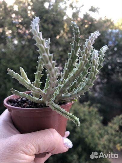 Орбея (кактус)