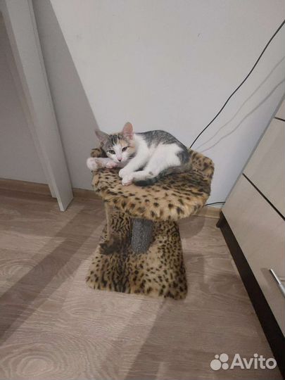 Милая кошечка в дар, помогите пристроить