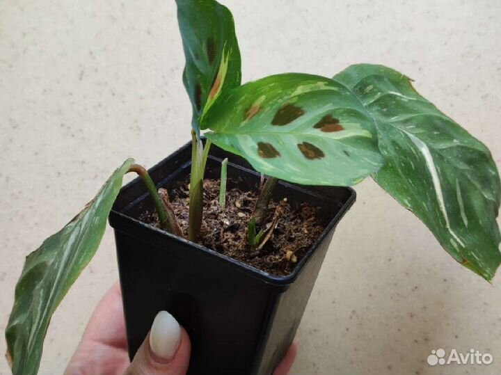 Маранта бьюти ким