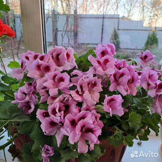 Герань пеларгония
