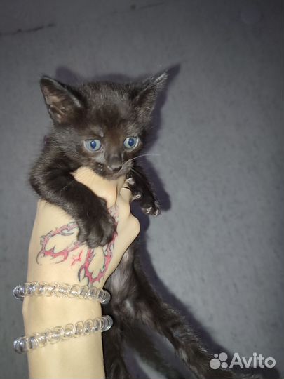 Отдам котят