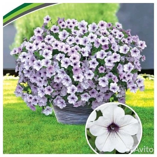 Черенки петунии серии Тайдал и бакопы