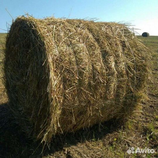 Сено в рулонах 2023