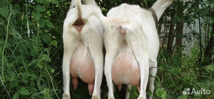 Зааненская коза