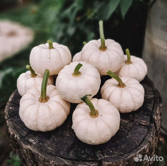 Тыква декоративная
