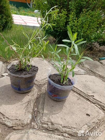 Лаванда саженцы