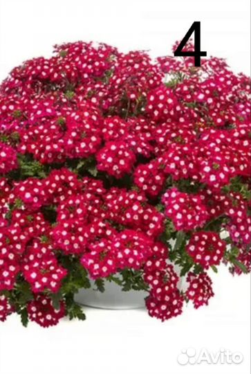 Вербена ампельная