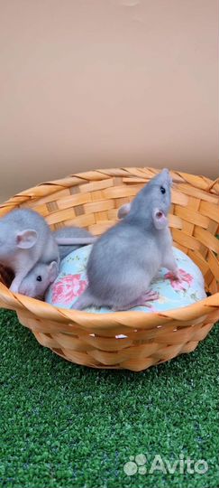 Крыса крысята дамбо стандарт рекс питомник