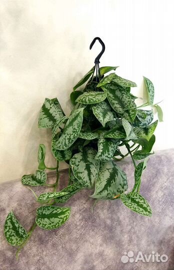 Сциндапсус дарк,мунлайт.Эпипремнум пиннатум вайт