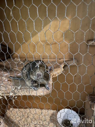 Белки Дэгу и Кролики