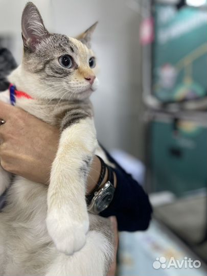 Красавица кошка в семью