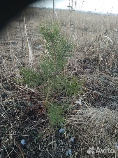 Саженцы сосны