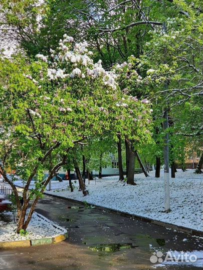 Продам пчелосемьи