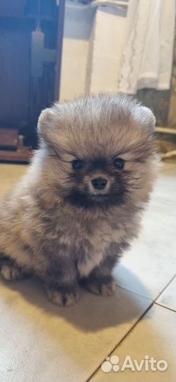 Щенки померанского шпица