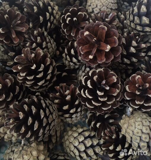 Шишки сосновые для декора