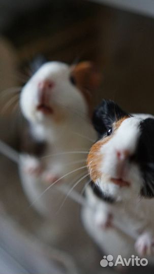 Морские свинки