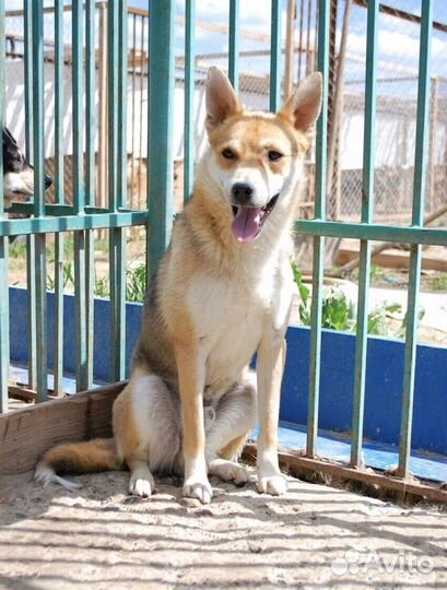 Молодой кобель в добрые руки