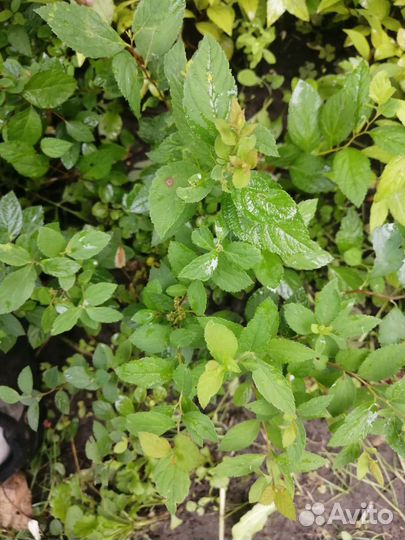 Спирея японская