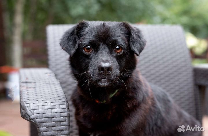 Маленькая собака