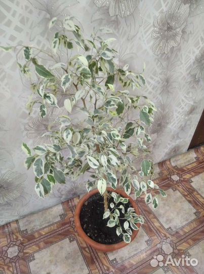 Фикус бенджамина