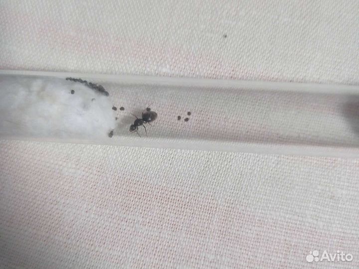 Муравьиная матка Lasius niger