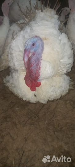 Продам мясо индейки