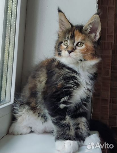 Замечательные котята Мейн Кун
