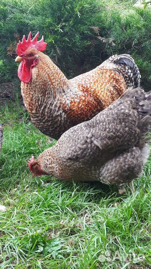 Билефельдер цыплята и инкуб.яйцо