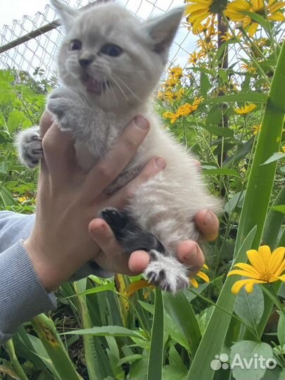 Британская кошка