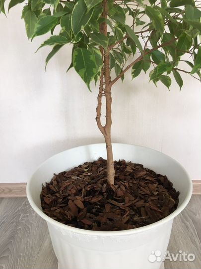 Фикус бенджамина