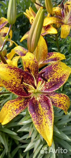 Лилия ла-гибрид