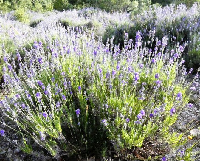 Натуральный тоник Лаванда / Lavender 500 мл