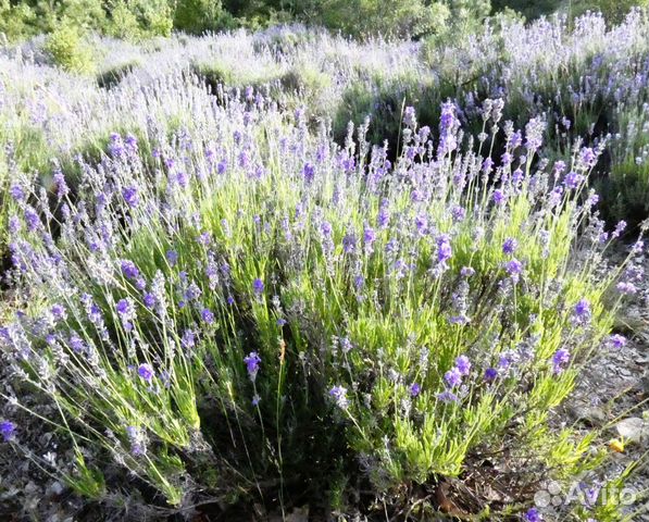 Натуральный тоник Лаванда / Lavender 500 мл