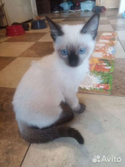 Тайский котенок