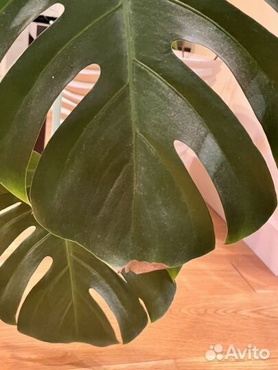 Монстера. Большое комнатное растение