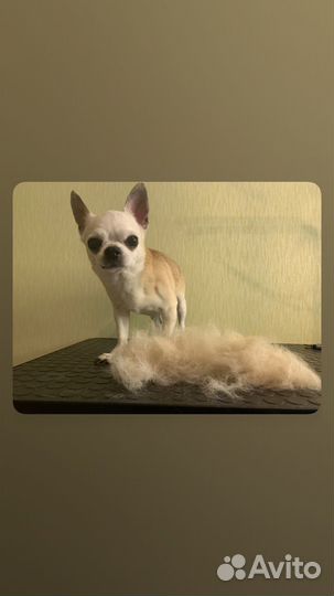 Груминг в Сарове