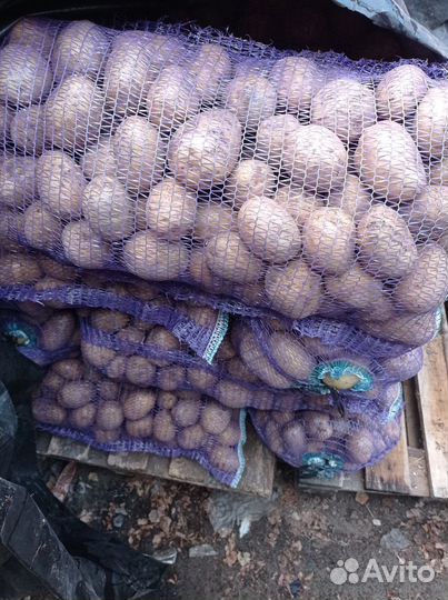 Продам картошку