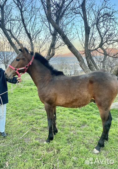 Годовалый жеребчик