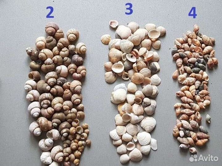 Ракушки для аквариума, поделок