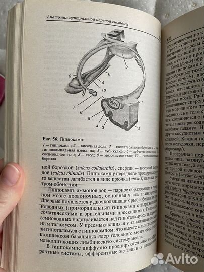 Анатомия и физиология центральной нервной системы