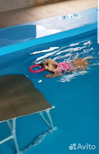 Бассейн (8мх2,5м) для собак всех пород