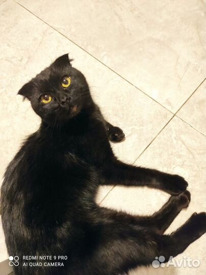 Кошка