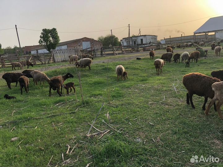 Овцы бараны ягнята