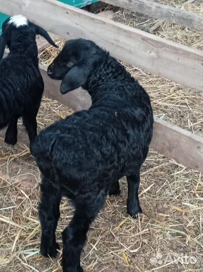 Бараны, овцы Гисарские