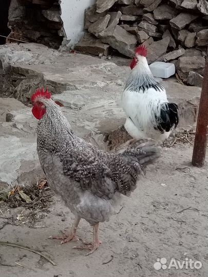 Молодые петухи